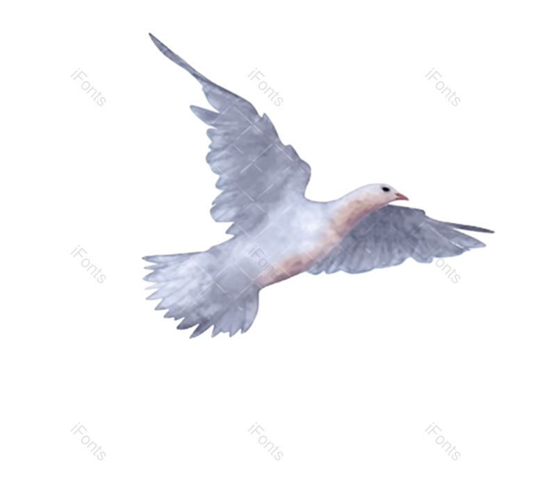 元素图片,鸽子元素,插画PNG,白色免抠素材